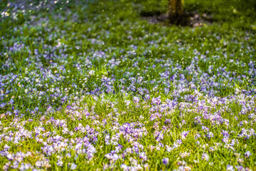 Obraz na płótnie Canvas fallen flowers of wisteria and drops of rain, water on the lawn. water the lawn. sunny summer day. background