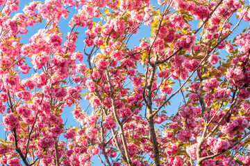 Obraz na płótnie Canvas pink flowers of sakura, japanese cherry, under the blue sky. summer background, blooming. beautiful spring park
