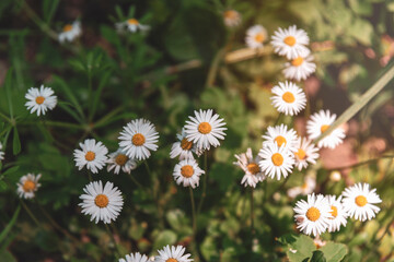 Daisies on a green grass in sunny day, selective focus