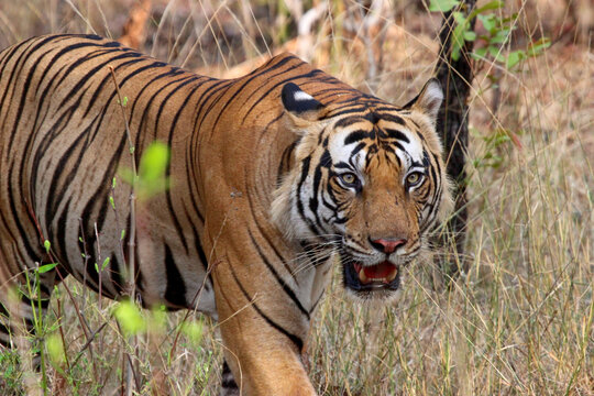 Beautiful and Dangerous Indian Tiger. Wildlife Photography.