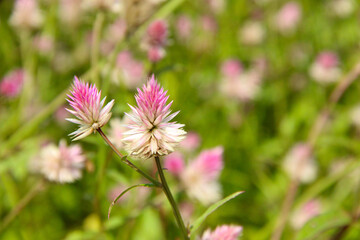 Beautiful Wild Indian Flowers. Nature photography