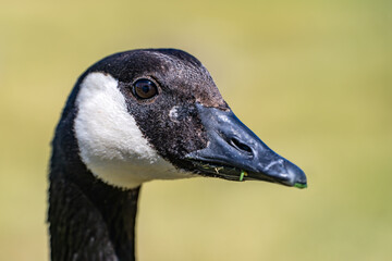 Close up of Canadian goose. Wildlife photography.	