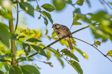 Song Sparrow (Melospiza melodia) sitting on a branch. 