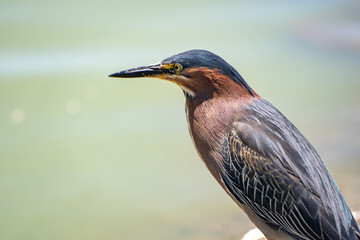 Close-up of Green heron (Butorides striatus)