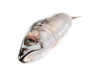 Mackerel fish in studio