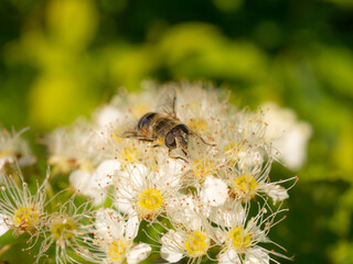 hoverfly on blooming white spirea