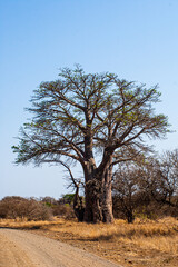 Fototapeta na wymiar Baobab tree in the sun in the Kruger Park in South Africa