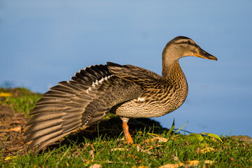 Female Mallard Duck extending her wings to show the feathers in a London Park