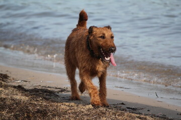 irish terrier