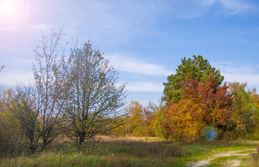 Trees with yellowed leaves in the autumn forest