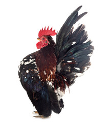 serama rooster in studio