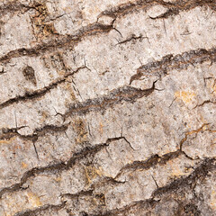 tree bark texture