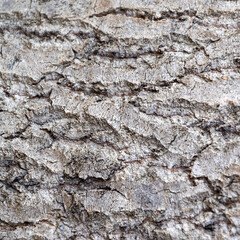 tree bark texture