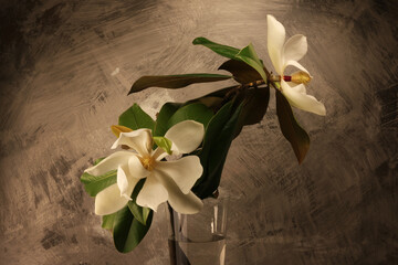 Fiori profumati di magnolia recisi in vaso. Still life dalle delicate tonalità bianco e avorio