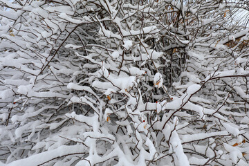 Snow covered trees, North China