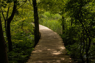 Wooden walkway through a forest leading to a bright spot