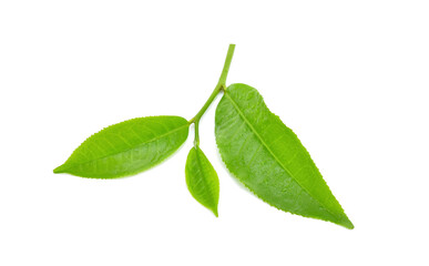 Green tea leaf with drops of water on white background.