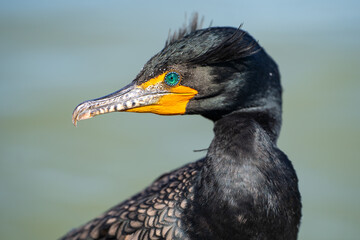 Portrait of double-crested cormorant (phalacrocorax auritus)	 - obrazy, fototapety, plakaty