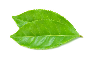 Fototapeta na wymiar Green tea leaf isolated on white background