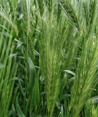 green wheat field