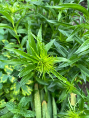 A sweet william bud ready to bloom close-p view of it