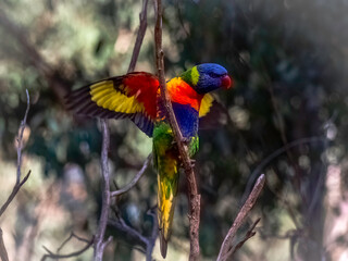  Lorikeet Wings Open