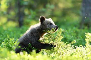 Fototapeta premium brown bear cub in the summer forest