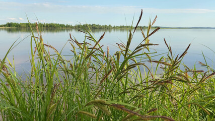 Fototapeta na wymiar Water landscape with cane. Swaying reeds in wind by river