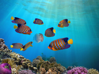 Shoal of fish and giant jellyfish