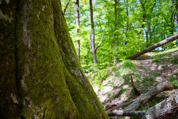 Fototapeta premium Beautiful interlacing of trees. Bark Tesxtura. Mysterious forest background.