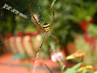 spider on a web