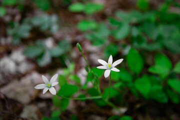 Beautiful bloom in bright colors. Spring background.