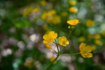 Beautiful bloom in bright colors. Spring background.