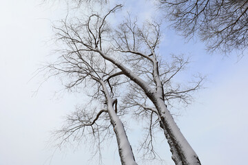 Snow covered trees, North China