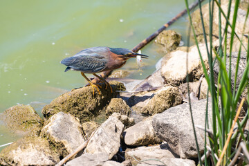 Green heron (Butorides striatus) caught a small fish. 
