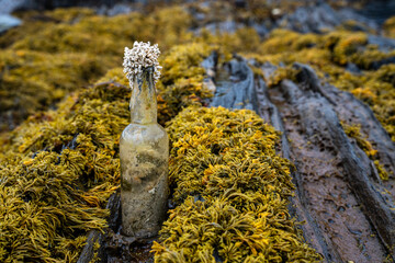 Bottle, God&oslash;y maelstrom picnic, Fv17, Saltstraumen, Norway