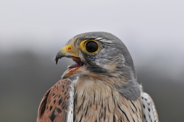 Turmfalke (Falco tinnunculus)