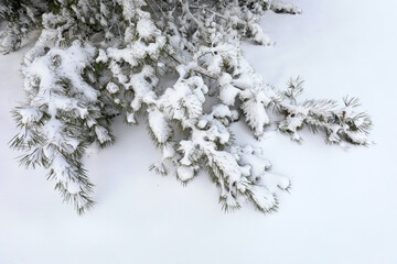 Snow covered pine trees, North China