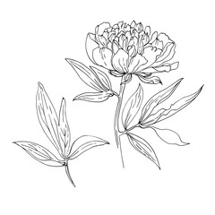Peony with leaves. Vector sketch of flowers by line on a white background. Decor