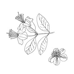 Feijoa flowers. Vector sketch of flowers by line on a white background. Decor
