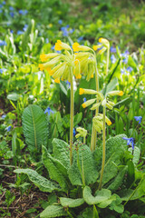 Mountain flowers on long stems with closed yellow buds.