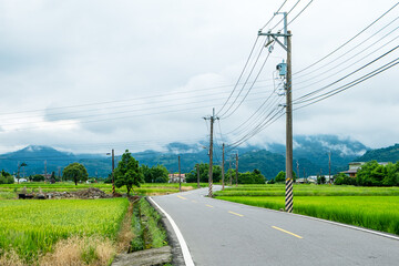 Unmanned curvy country roads in eastern Taiwan, with rice fields full of roadsides
