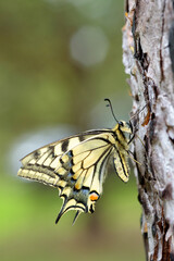 butterfly on leaf