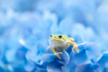 紫陽花とアマガエル