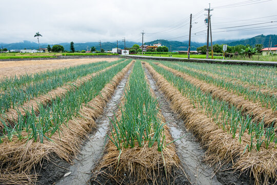A neat verdant scallion field surrounded by water for irrigation