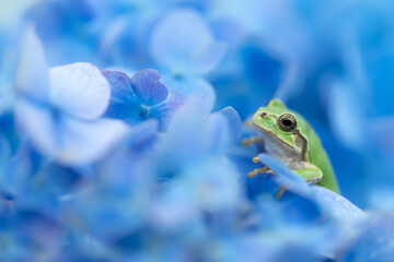 紫陽花と雨蛙