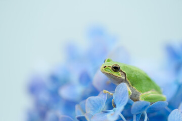 紫陽花とアマガエル