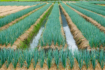 A neat verdant scallion field surrounded by water for irrigation
