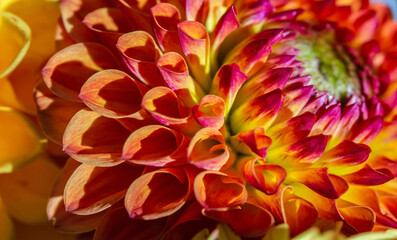 Fototapeta na wymiar farbenprächtige, blühfreudige Sommerblumen Dahlien -Georginen genannt
