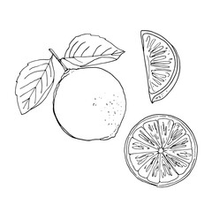 Lime. Vector drawing of food. Citrus. Exotic food drawings